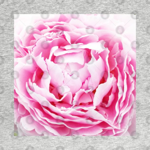 contemporary petals shabby chic french country pink peony by Tina